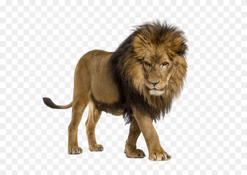 650x536 Африканский Лев На Прозрачном Фоне, Живая Природа, Млекопитающее, Животное Png Скачать