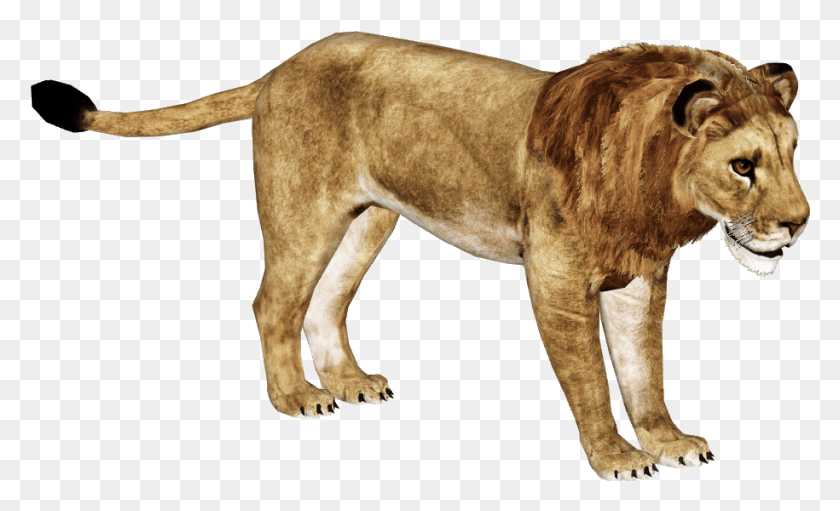 915x530 African Lion Zoo Tycoon 2 African Lion, Wildlife, Animal, Mammal HD PNG Download