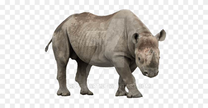 515x378 Африканский На Прозрачном Фоне От Prussiaart Rhino, Дикая Природа, Млекопитающее, Животное Hd Png Скачать