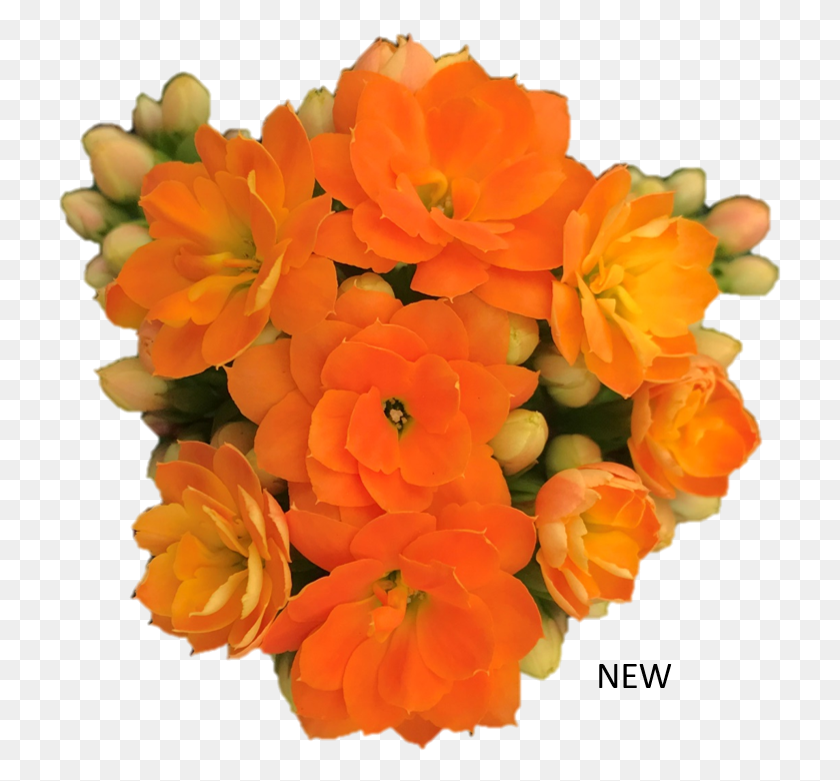 723x721 African Orange Dendrobium, Plant, Geranium, Flower HD PNG Download