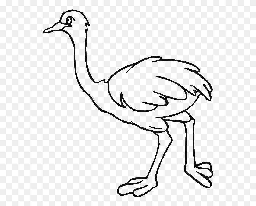 560x617 African Ostrich Colo, Bird, Animal, Flamingo HD PNG Download