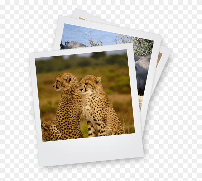 626x693 Африканский Туроператор Два Животных Вместе, Гепард, Дикая Природа, Млекопитающие Hd Png Скачать