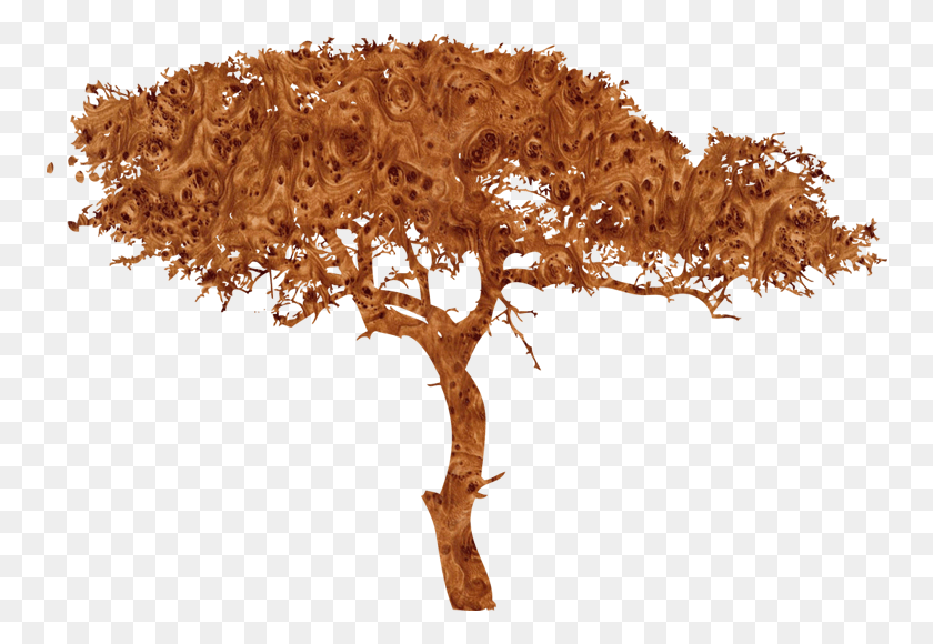 758x520 Силуэт Африканского Дерева, Дерево, Растение, Гриб Hd Png Скачать