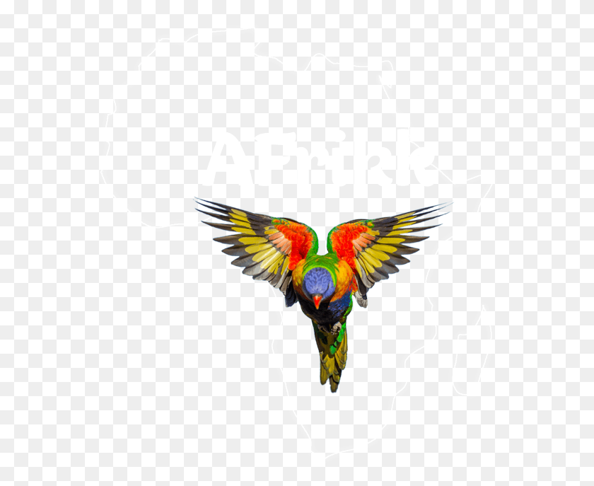 571x627 Африканский Ара, Птица, Животное, Летающий Hd Png Скачать