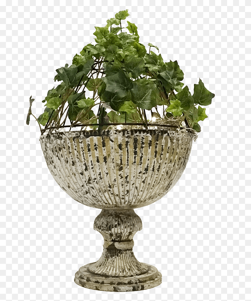 667x944 After I Attached The Ivy With Floral Wire I Took A Flowerpot, Lamp, Plant, Glass HD PNG Download