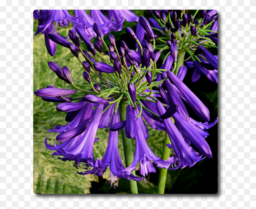 627x626 Агапантус, Растение, Цветок, Цветение Hd Png Скачать