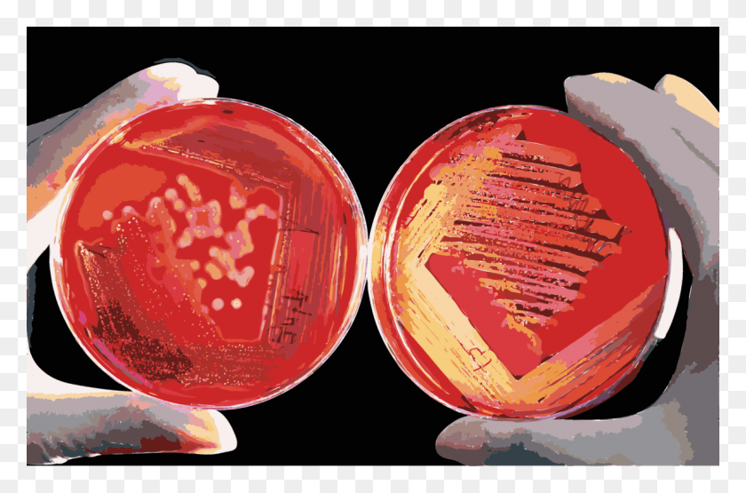 1181x750 Agar Plate Red Blood Cell Culturing Microorganisms, Wax Seal, Sphere, Coin HD PNG Download