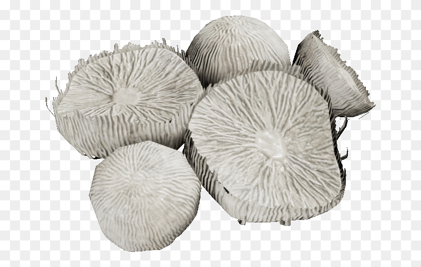 660x473 Agaricaceae, Plant, Fungus, Soil HD PNG Download
