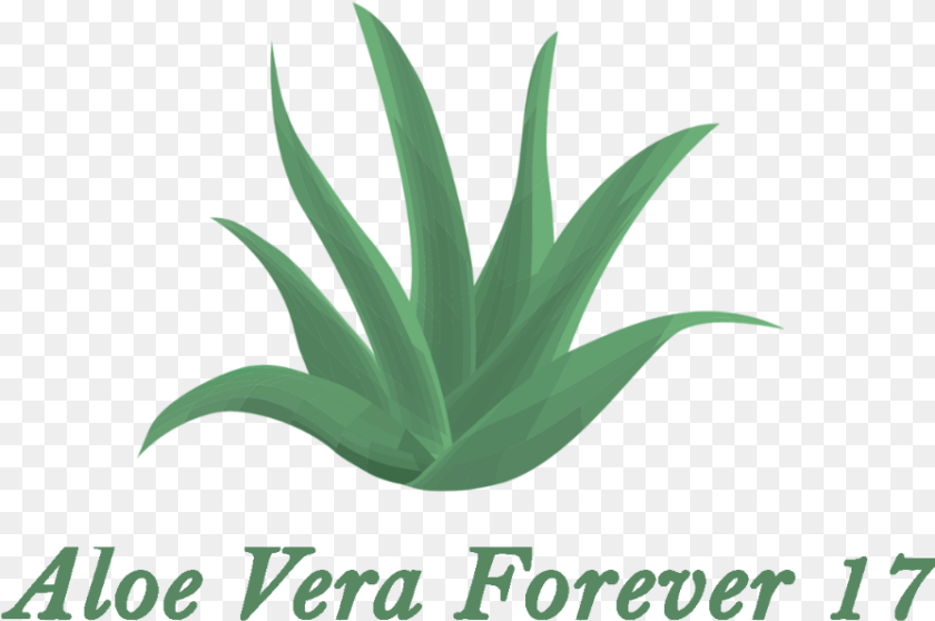 Agave Azul, Aloe, Plant, Leaf Clipart PNG