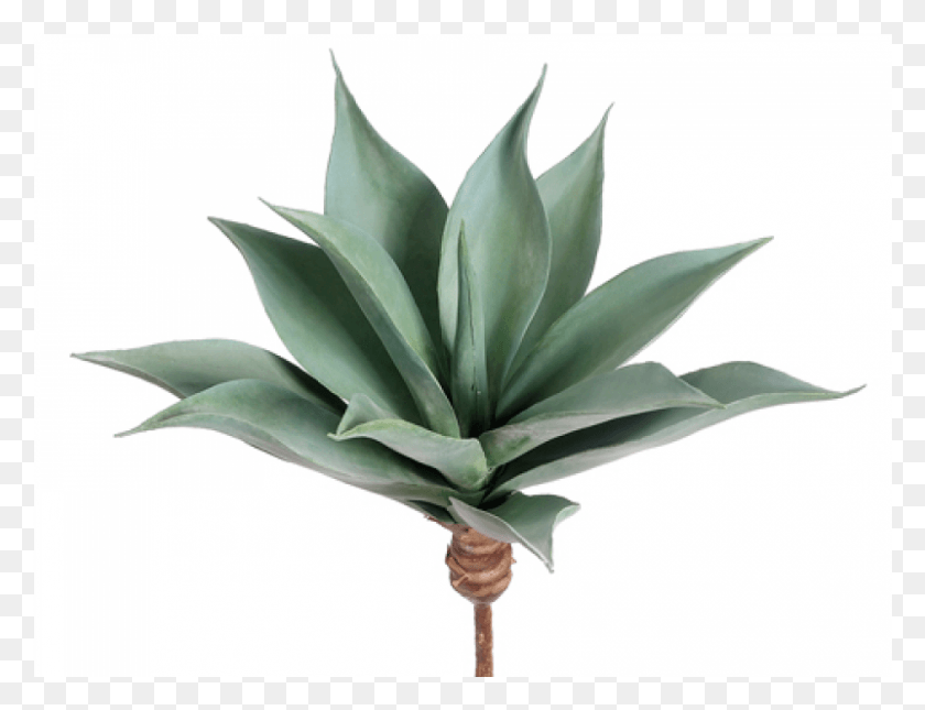 801x601 Agave Frosted Green Agave, Plant, Agavaceae, Leaf HD PNG Download