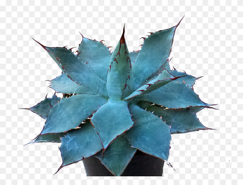 1000x743 Descargar Png Agave Guadalajarana Agave Azul, Aloe, Planta, Hoja Hd Png