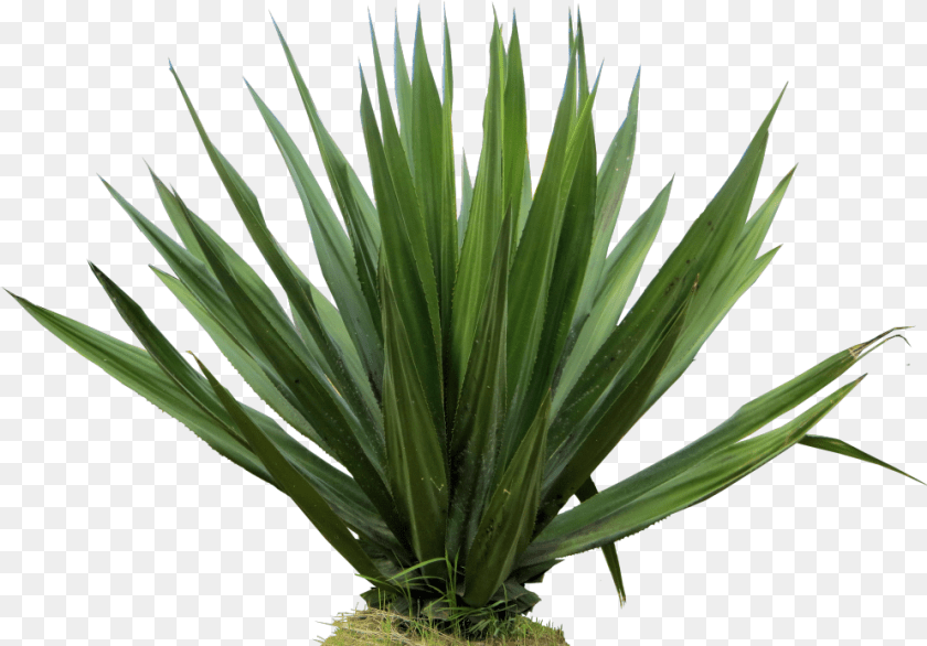 Agave Plant Furcraea Foetida, Agavaceae Transparent PNG