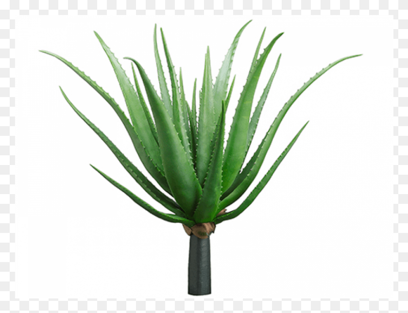 801x601 Descargar Png / Planta De Agave Agave Verde, Aloe Hd Png