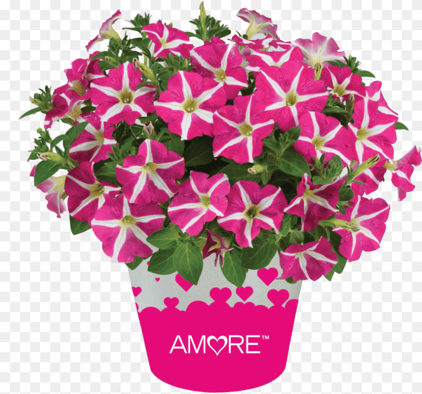 851x793 Ageratum Aguilera Purple Petunia Amore Pink Heart, Flower, Flower Arrangement, Geranium, Plant Transparent PNG