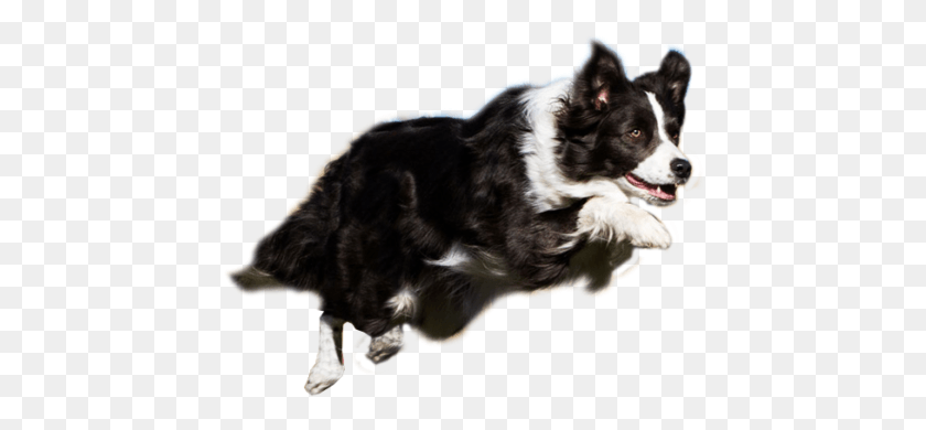 440x330 Agility Resources Thats My Super Dog Library Stock Border Collie Agility, Pet, Canine, Animal HD PNG Download