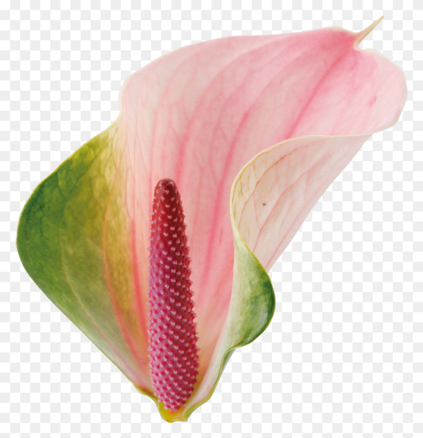 829x861 Agnieszka Kwiat Anthurium, Plant, Flower, Blossom HD PNG Download
