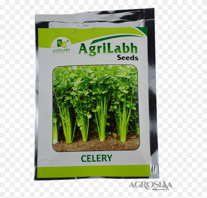 565x744 Agrilabh Celery 10gm Celery Leaves In Malayalam, Plant, Vase, Jar HD PNG Download