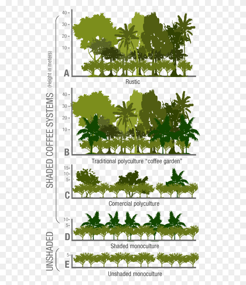 527x913 Agroforestry Shade Coffee, Vegetation, Plant, Poster Descargar Hd Png