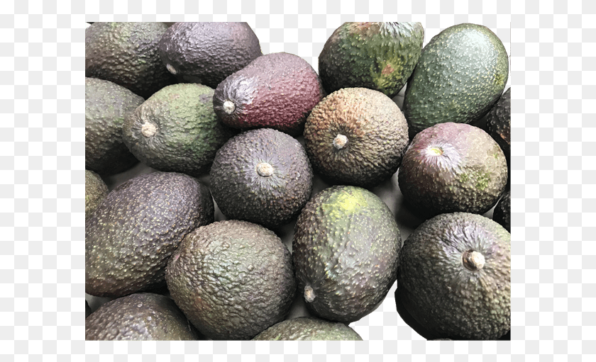 601x451 Aguacate Avocado, Plant, Fruit, Food HD PNG Download