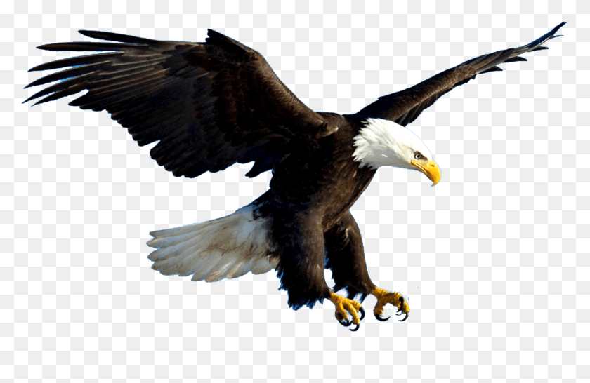 3139x1956 Aguila Eagle Flying, Bird, Animal, Bald Eagle HD PNG Download