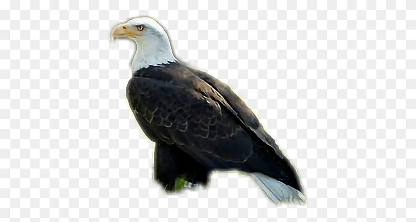 402x388 Aguila Sticker Bald Eagle, Bird, Animal, Eagle HD PNG Download