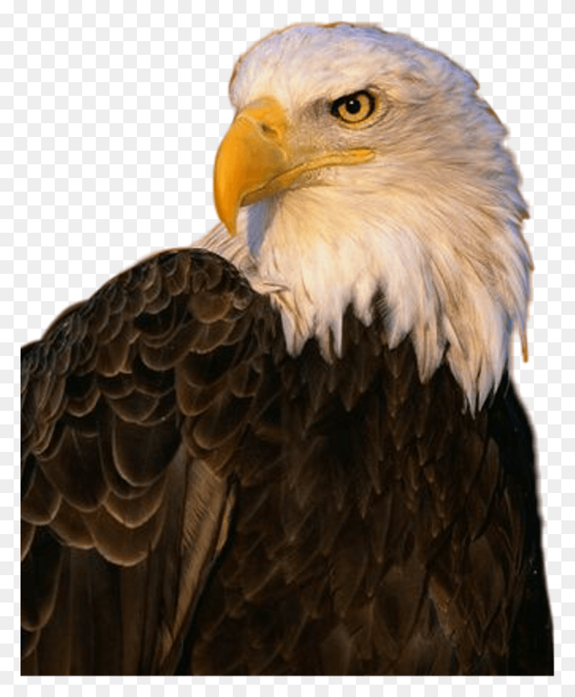 1024x1258 Aguila Sticker Eagle, Bird, Animal, Bald Eagle HD PNG Download