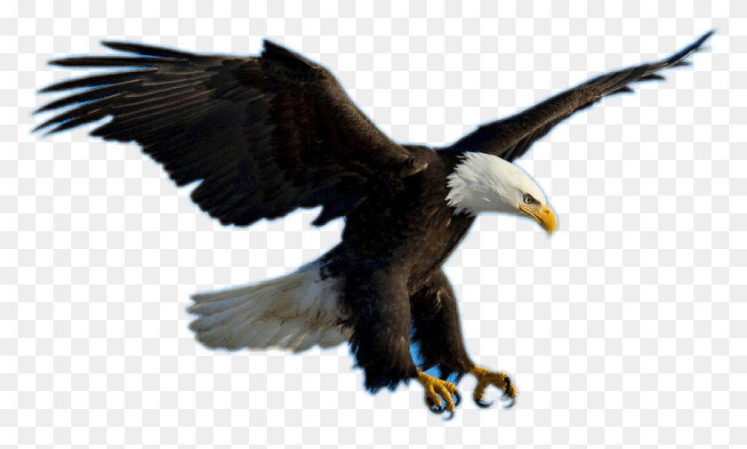 1024x585 Aguila Sticker Eagles Flying, Bird, Animal, Eagle HD PNG Download