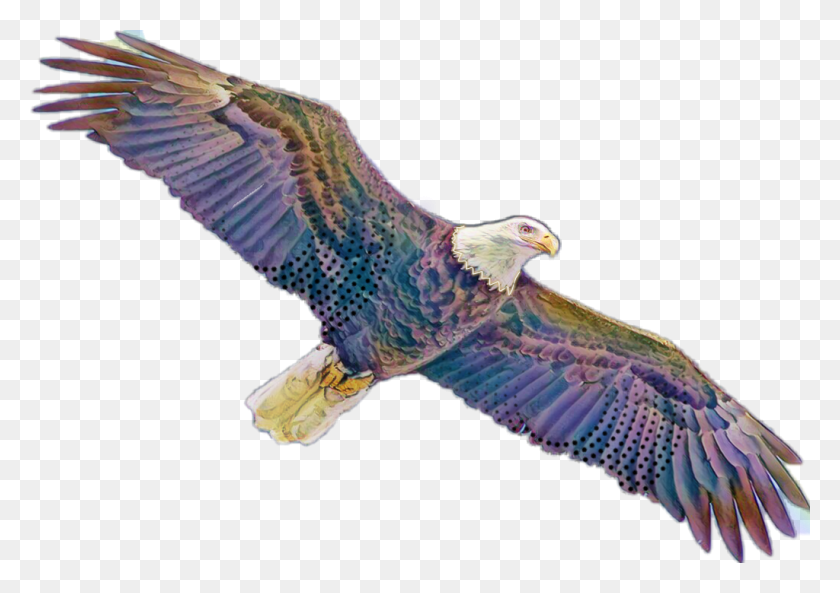 1024x701 Aguila Sticker Red Tailed Hawk, Eagle, Bird, Animal HD PNG Download