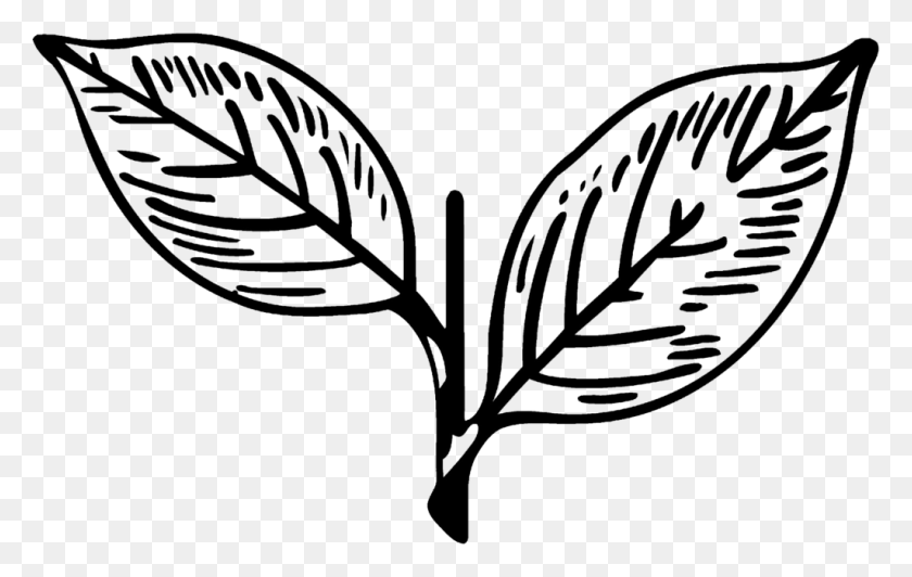 1024x620 Aiadmk Two Leaves All India Anna Dravida Munnetra Kazhagam Symbol, Leaf, Plant, Veins HD PNG Download