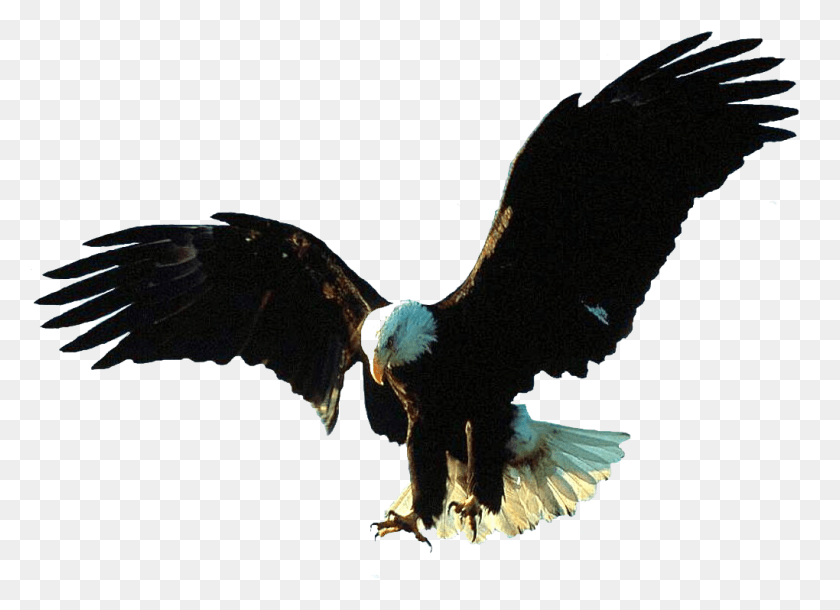 1020x720 Aigle Bald Eagle Wings Animals Image Tube Eagles, Vulture, Bird, Animal HD PNG Download