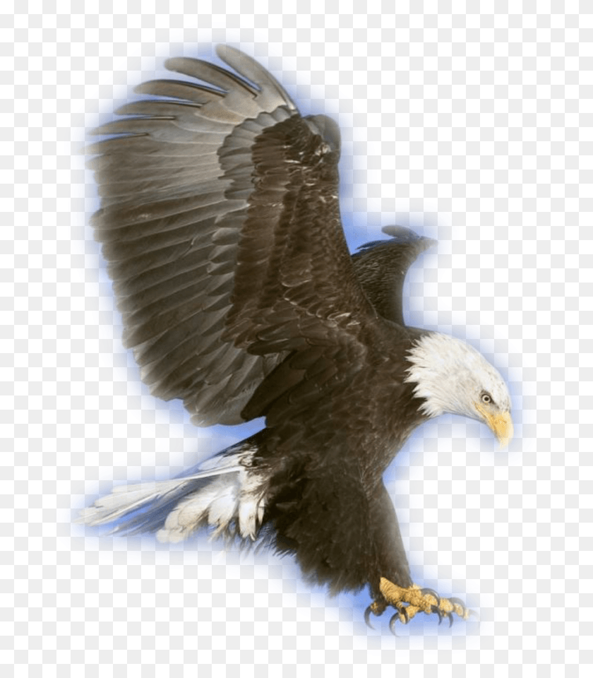 689x900 Aigle Royal Eagle In Flight, Bird, Animal, Bald Eagle HD PNG Download