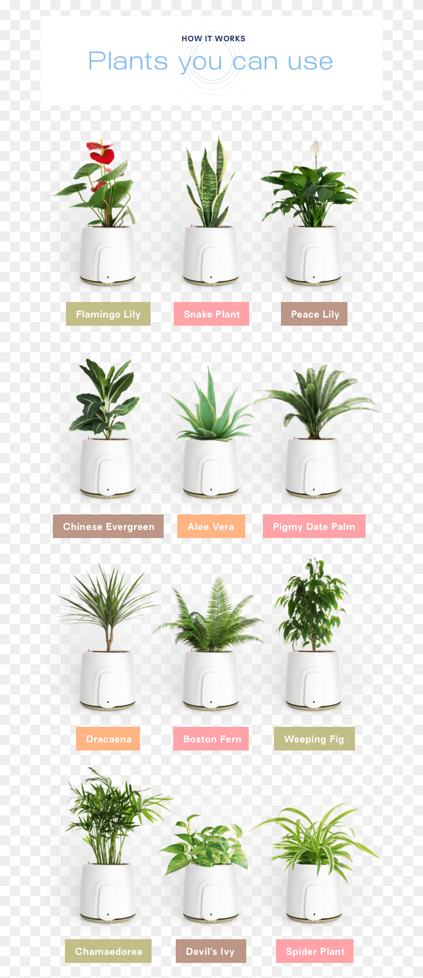 678x1883 Air Purifier To Add An Extra Touch Of Design To Your Houseplant, Plant, Aloe, Fern HD PNG Download