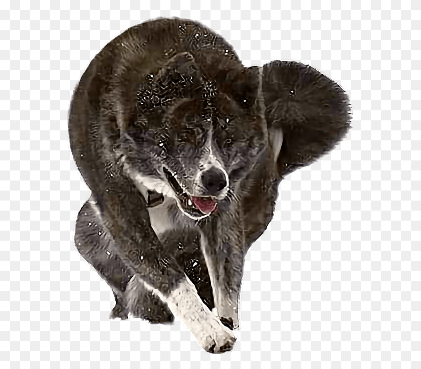 572x676 Акита-Пауэр Акита Собака Зевает, Волк, Млекопитающее, Животное Hd Png Скачать