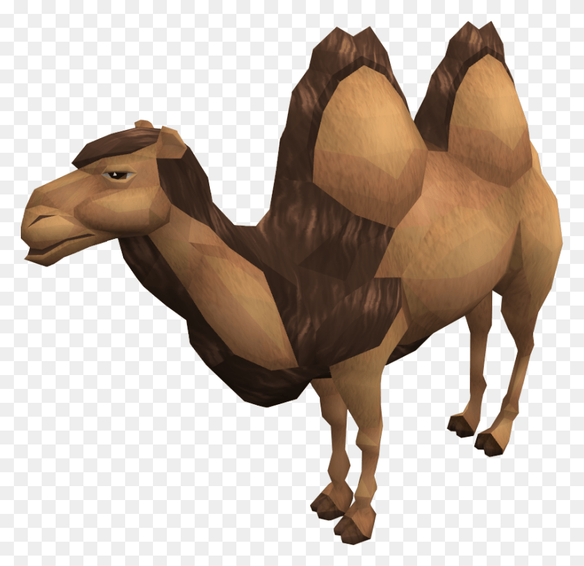 849x822 Al The Camel Bactrian Camel, Animal, Dinosaur, Reptile HD PNG Download