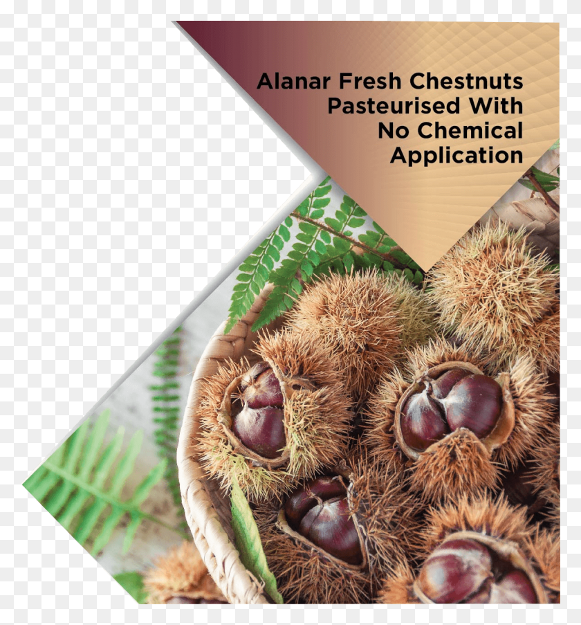 1180x1276 Alanar Fresh Chestnuts Dormouse, Plant, Nut, Vegetable HD PNG Download