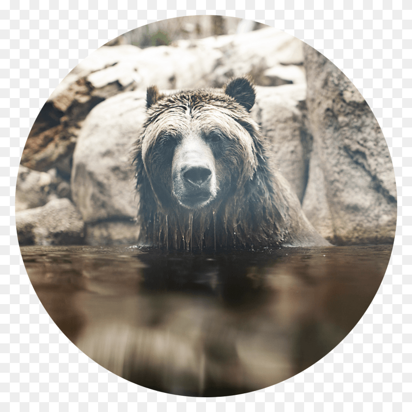 1375x1375 Бэккантри На Аляске Освещает Вымирающие Виды, Медведь, Дикая Природа, Млекопитающие Hd Png Скачать