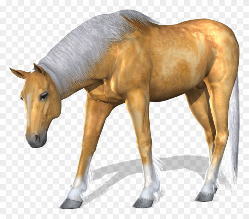 861x749 Алат Банту Менгаджар Суку Ката, Жеребенок Лошадь, Лошадь, Млекопитающее Hd Png Скачать