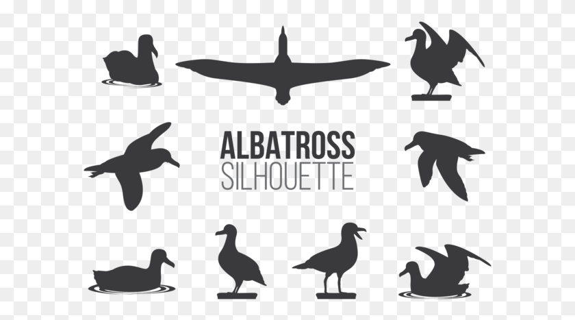 597x407 Albatros Vector, Poster, Advertisement, Bird HD PNG Download