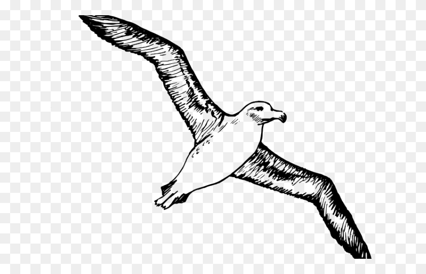 640x480 Albatross Clipart Flying Albatross Clipart, Bird, Animal, Pelican HD PNG Download
