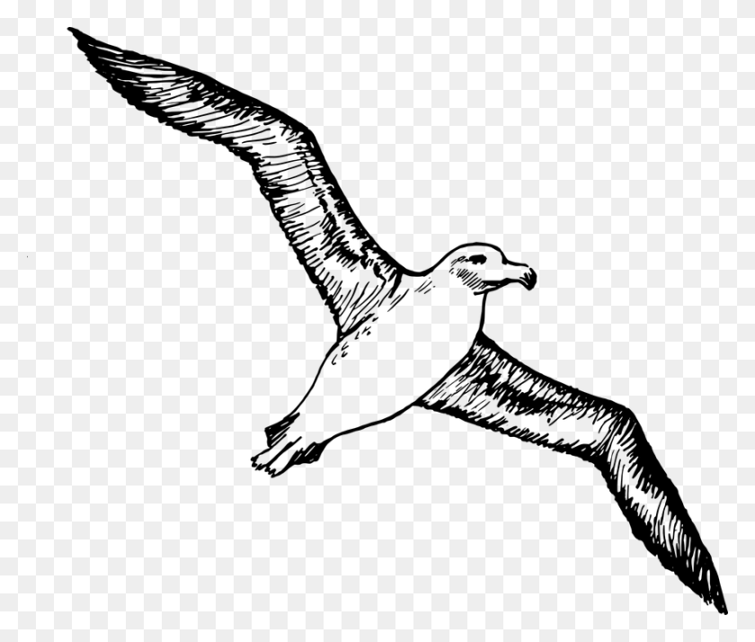 858x720 Albatros Aves Marinas Volando Cielo Alas Elevándose Subida Albatros Blanco Y Negro, Gris, World Of Warcraft Hd Png