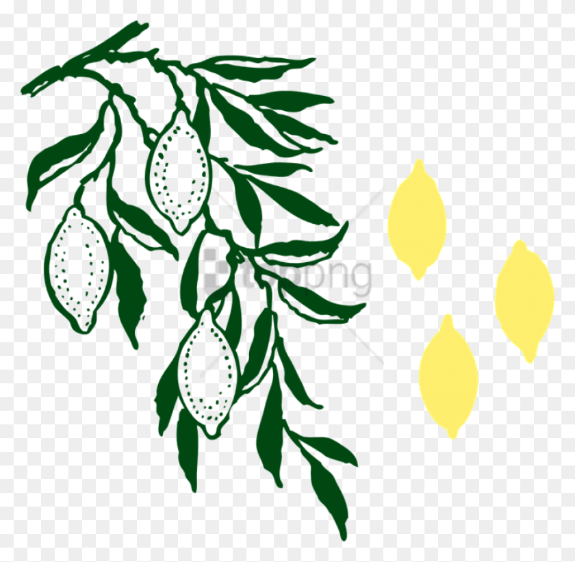850x830 Albero Di Limone Image With Transparent Background Olive Branch Clip Art, Floral Design, Pattern, Graphics HD PNG Download