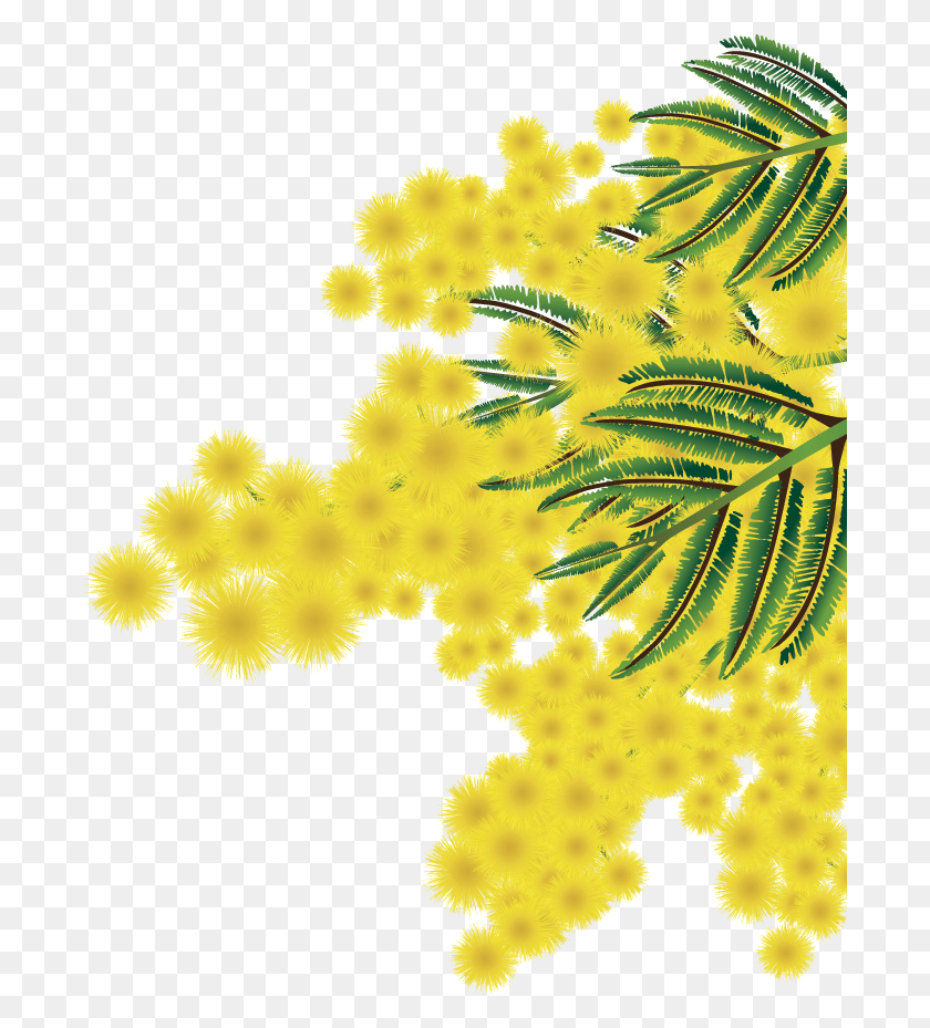691x869 Albero Mimosa Mimoza, Patrón, Fractal, Adorno Hd Png