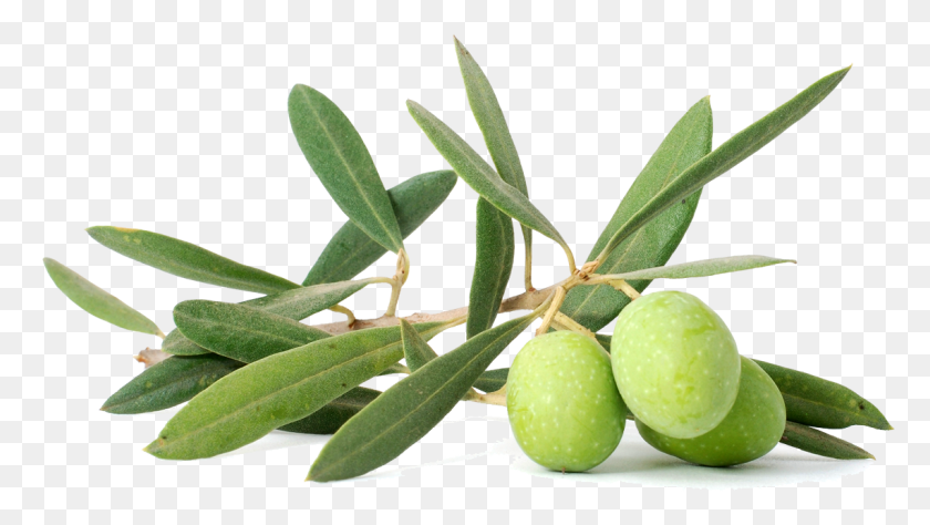 1141x607 Albert Olive Oil Usa Olive, Plant, Leaf, Fruit HD PNG Download