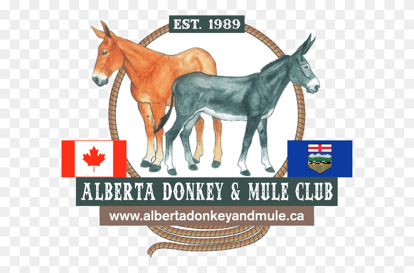 593x494 Alberta Donkey And Mule Club Working Animal, Horse, Mammal, Foal HD PNG Download