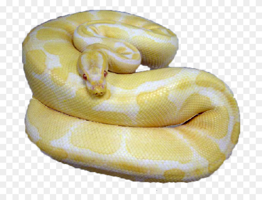 702x579 Albinos Burmese Python, Anaconda, Snake, Reptile HD PNG Download