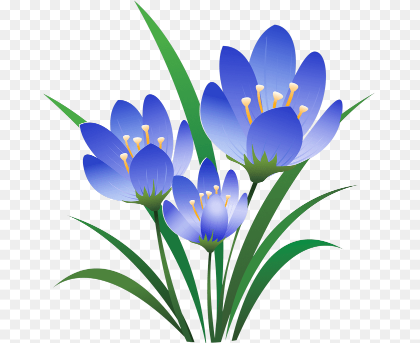 670x687 Album And Flower, Plant, Anther, Crocus, Anemone Clipart PNG