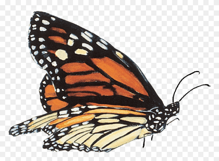 925x659 Album Photo Img Ultra Monarch Butterfly, Monarch, Butterfly, Insect HD PNG Download