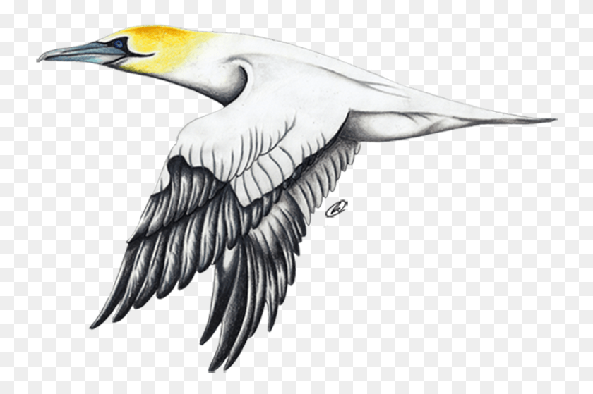 740x499 Alcatraz Atlntico Northern Gannet, Bird, Animal, Flying Hd Png