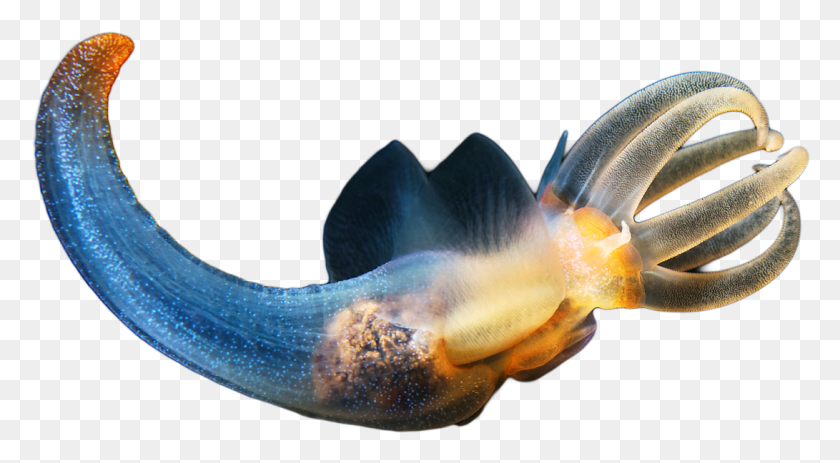 1091x565 Alexander Semenov Deep Sea Creatures, Animal, Sea Life, Invertebrate HD PNG Download