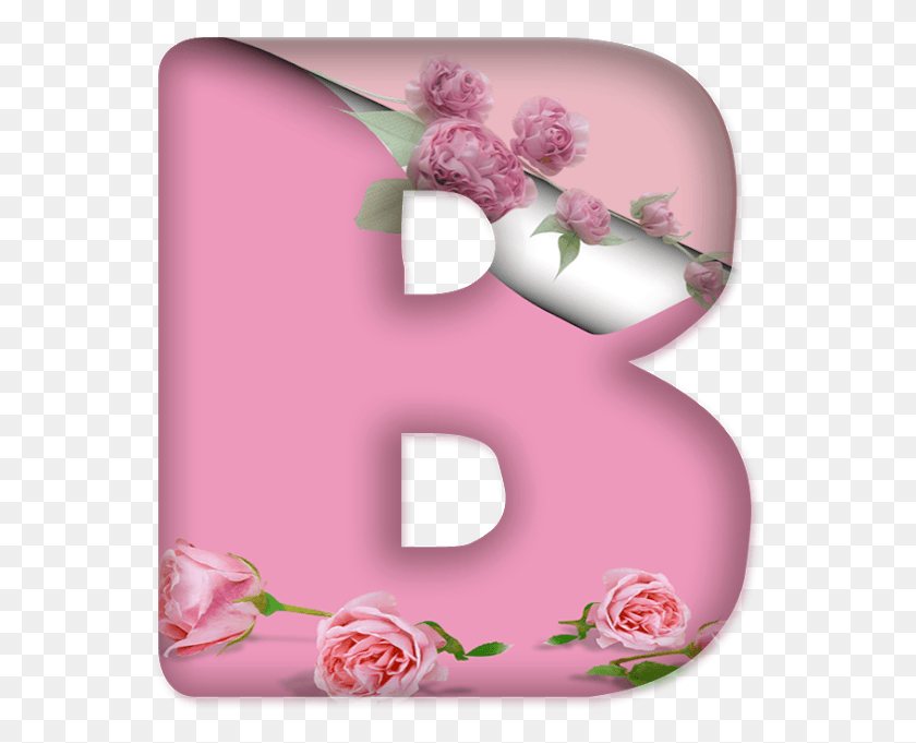 559x621 Alfabeto Decorativo Rosas Hybrid Tea Rose, Plant, Flower, Blossom HD PNG Download